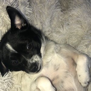 Meet your Posher, Abby